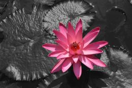 Water Lily